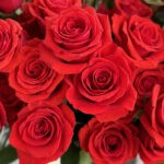 50 Red Roses & Vase