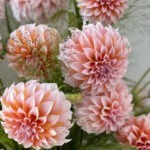 Apricot & Vase