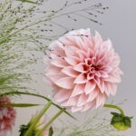 Apricot & Vase