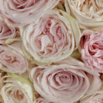 Rosé Charm rose bouquet