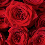 50 Scarlet Roses & Vase