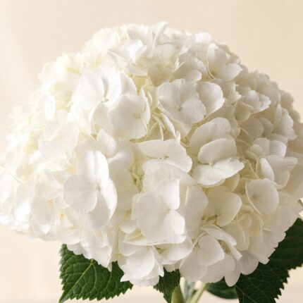 Hydrangeas