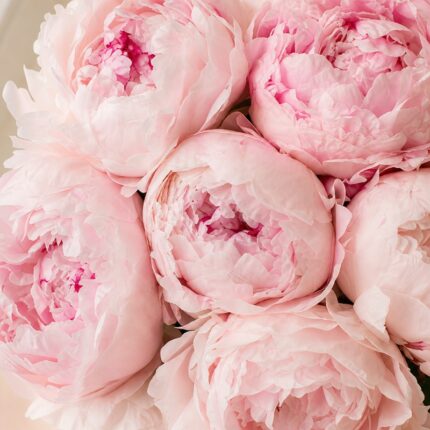 Peonies