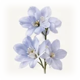 Delphinium