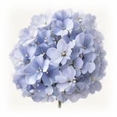 Hydrangea