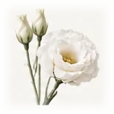Lisianthus