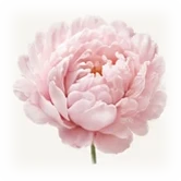 Peony