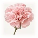 Carnation