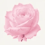 Pink Rose