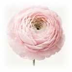 Ranunculus