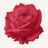 Red Rose