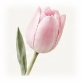 Tulip