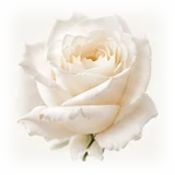 White Rose